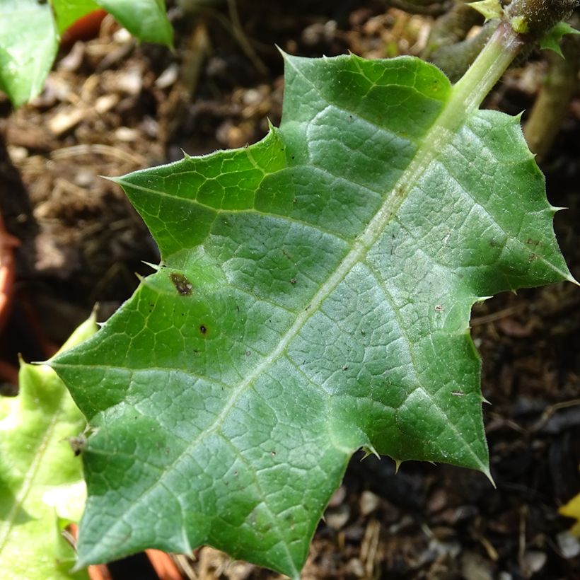 Akanti - Acanthus sennii (Lehvistö)