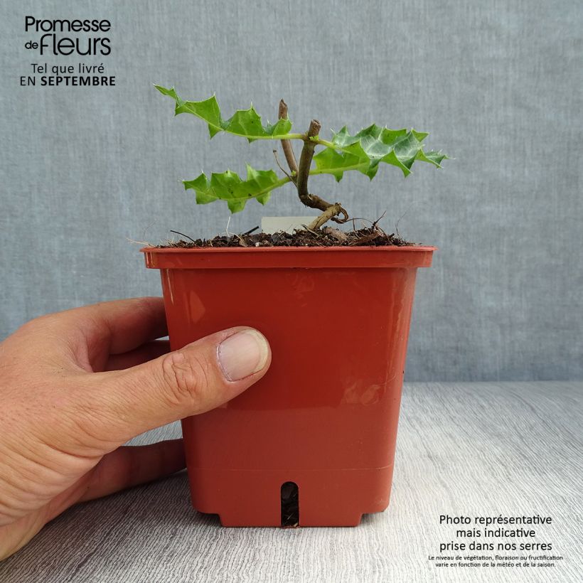 Esimerkki syksyllä toimitetusta Akanti - Acanthus sennii 1 litran / 1,5 litran ruukku-taimesta