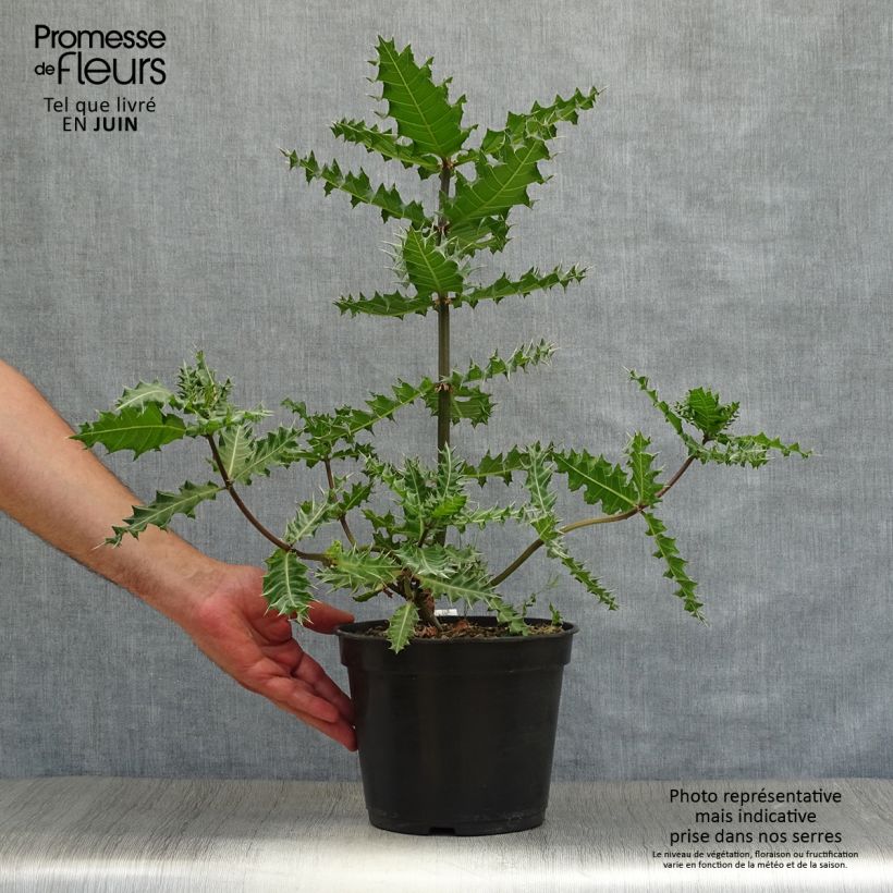 Esimerkki kesällä toimitetusta Akanti - Acanthus sennii Ruukku 4L / 5L-taimesta