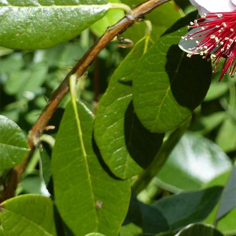 Feijoa Coolidge itsepölytteinen (Lehvistö)