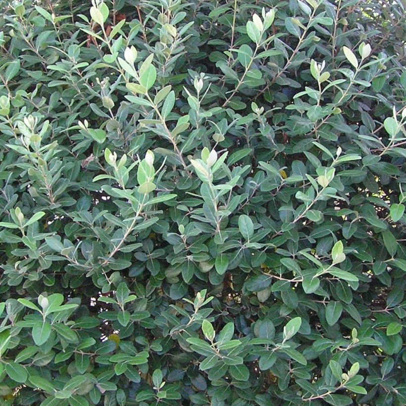 Feijoa Gemini (Lehvistö)