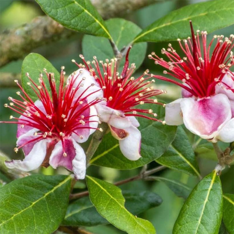 Feijoa Gemini (Kukinta)