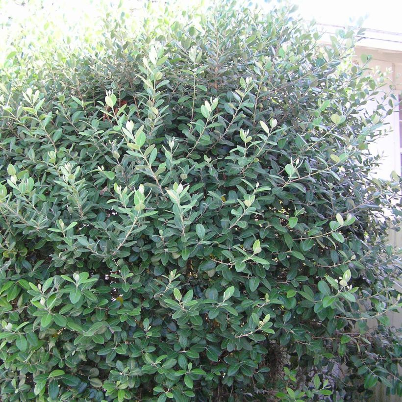 Feijoa Gemini (Kasvutapa)