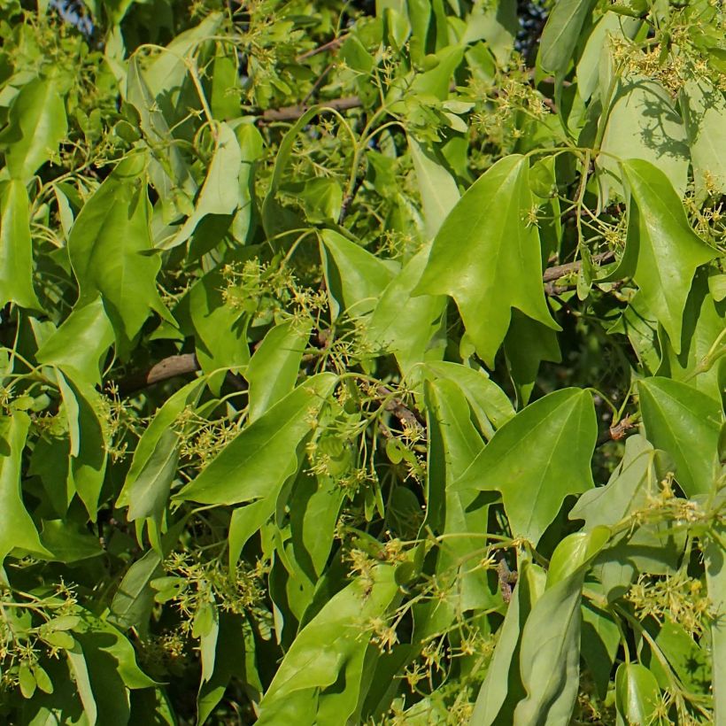 Kolmihammasvaahtera - Acer buergerianum (Lehvistö)