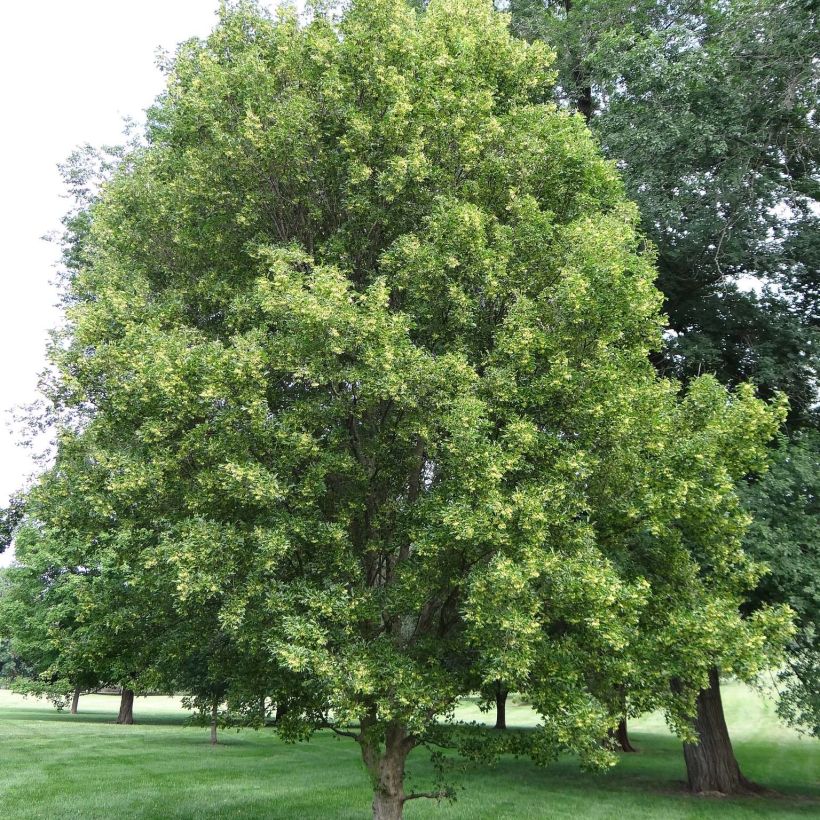 Kolmihammasvaahtera - Acer buergerianum (Kasvutapa)