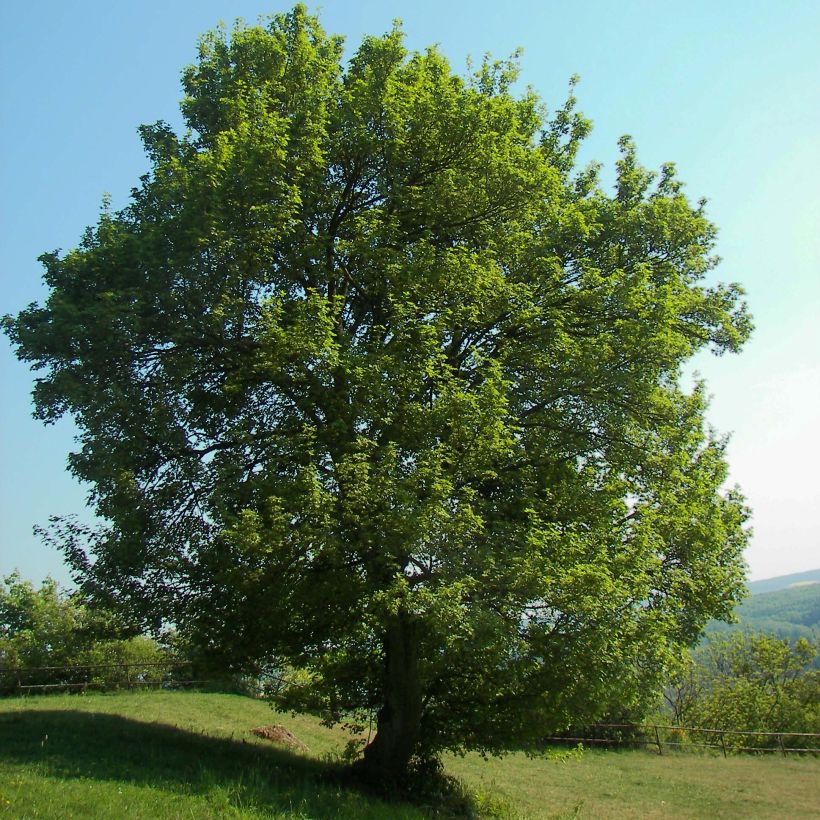 Niverävaahtera - Acer campestre (Kasvutapa)