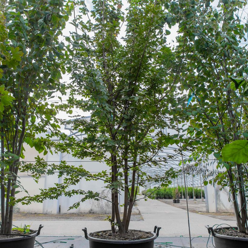 Esimerkki keväällä toimitetusta Niverävaahtera - Acer campestre 70 litran/75 litran ruukku, Pienoinen-taimesta