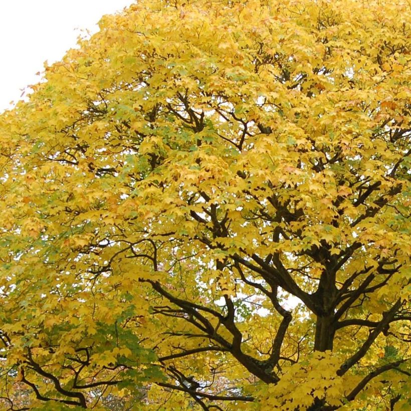 Kappadokianvaahtera Aureum (Lehvistö)