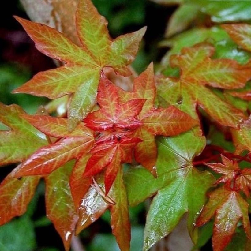 Kappadokianvaahtera Rubrum (Lehvistö)