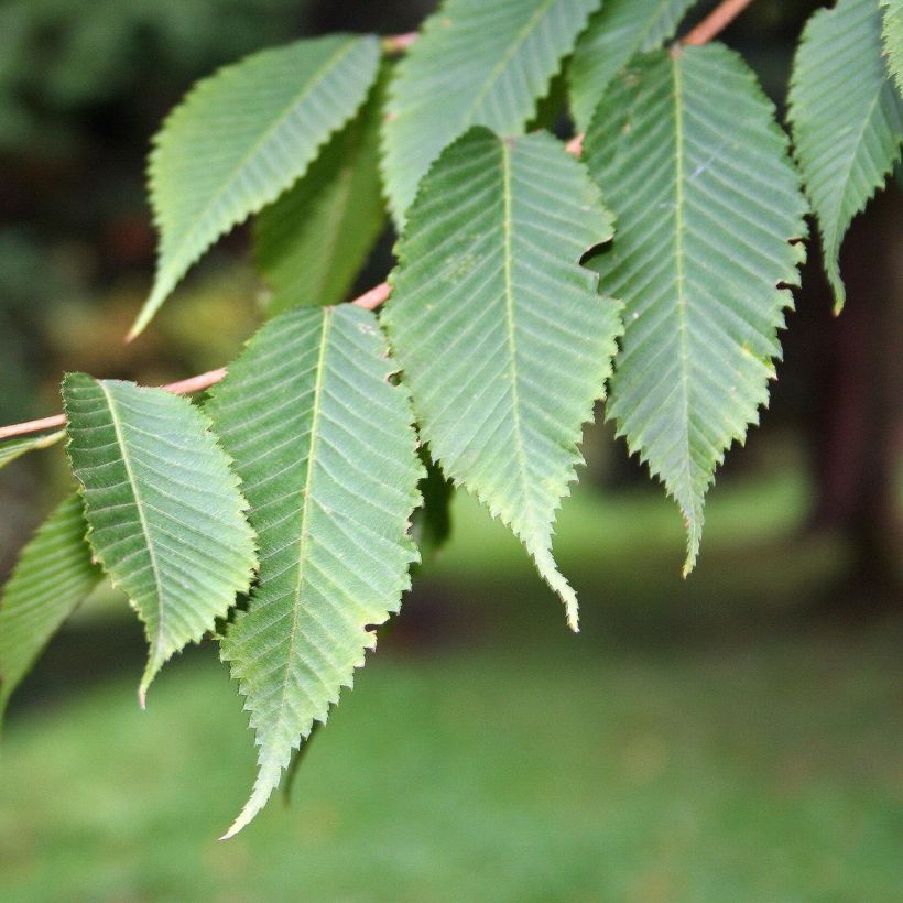 Pyökkivaahtera - Acer carpinifolium (Lehvistö)