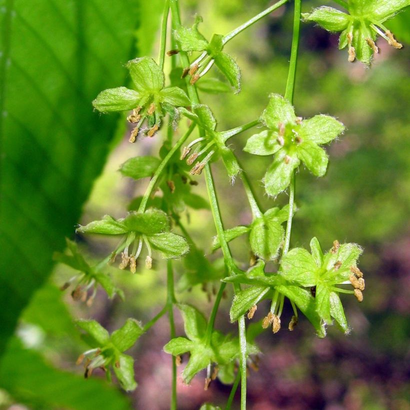 Pyökkivaahtera - Acer carpinifolium (Kukinta)