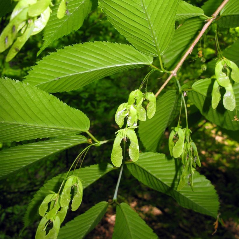 Pyökkivaahtera - Acer carpinifolium (Sadonkorjuu)