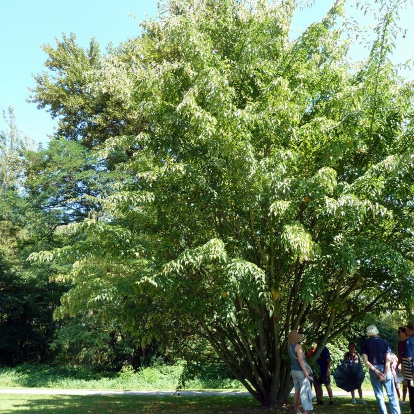 Davidinvaahtera - Acer davidii (Kasvutapa)