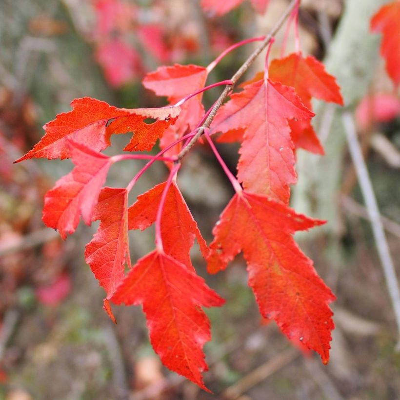 Mongolianvaahtera - Acer tataricum subsp. ginnala (Lehvistö)
