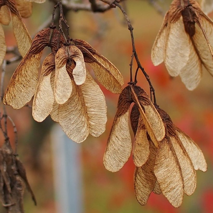 Mongolianvaahtera - Acer tataricum subsp. ginnala (Sadonkorjuu)