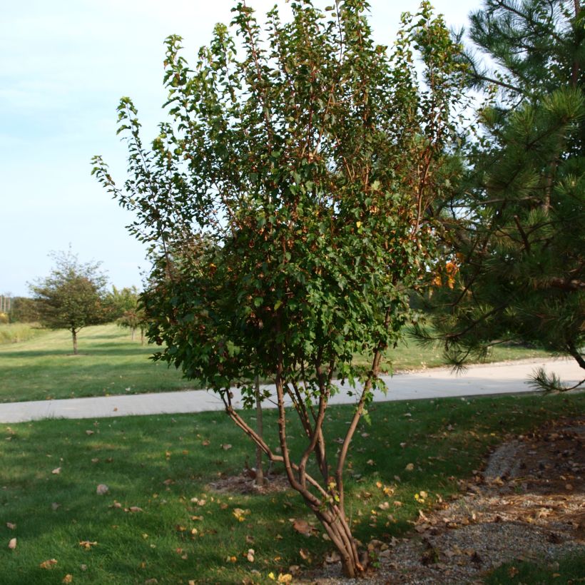 Mongolianvaahtera - Acer tataricum subsp. ginnala (Kasvutapa)