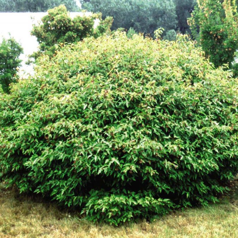 Mongolianvaahtera Bailey Compact (Kasvutapa)