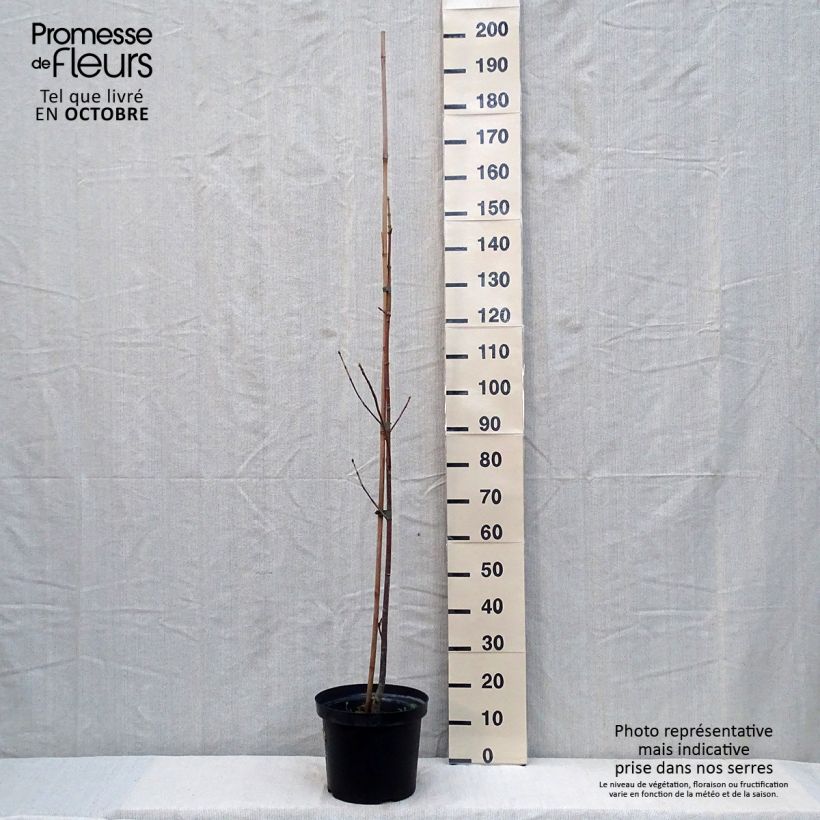 Esimerkki syksyllä toimitetusta Oregoninvaahtera - Acer macrophyllum 7,5 litran / 10 litran ruukku-taimesta