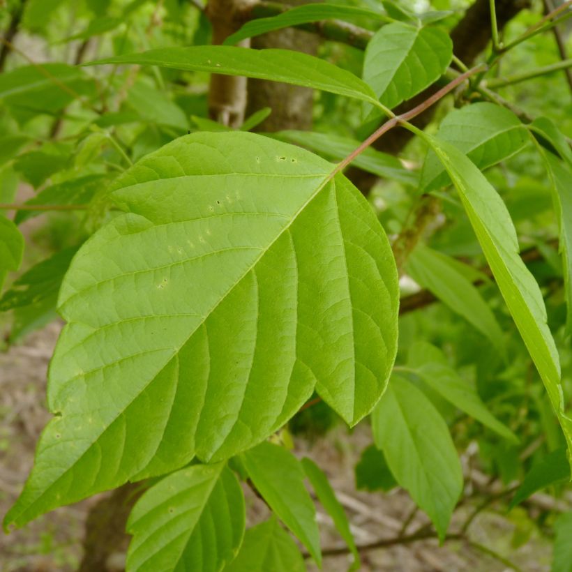 Saarnivaahtera - Acer negundo (Lehvistö)