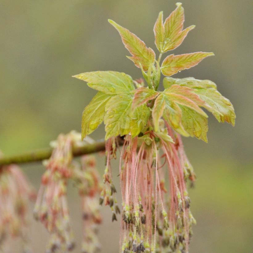 Saarnivaahtera - Acer negundo (Kukinta)