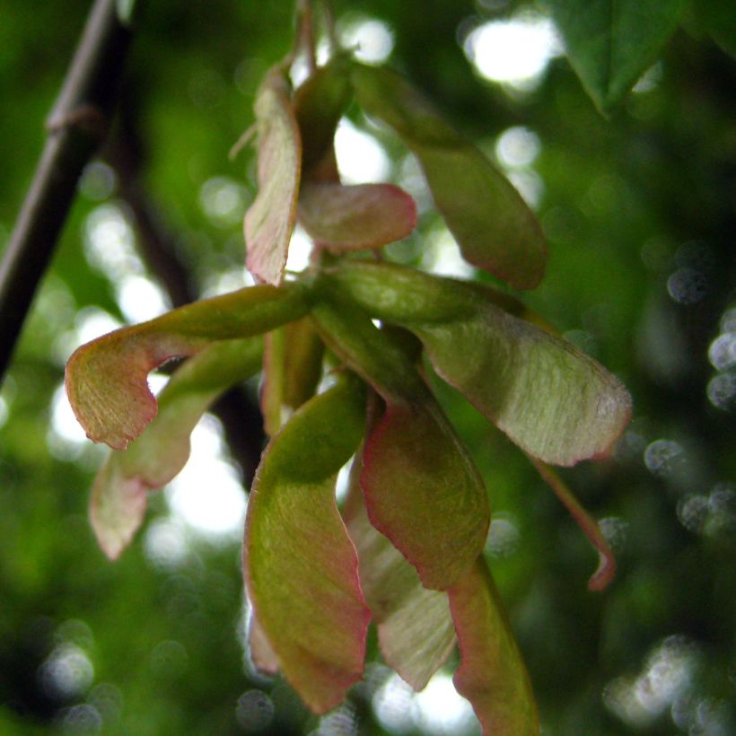Saarnivaahtera - Acer negundo (Sadonkorjuu)