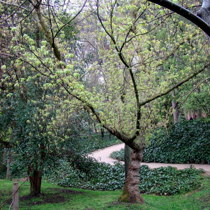 Saarnivaahtera - Acer negundo (Kasvutapa)