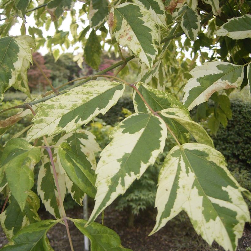 Saarnivaahtera Aureomarginatum (Lehvistö)
