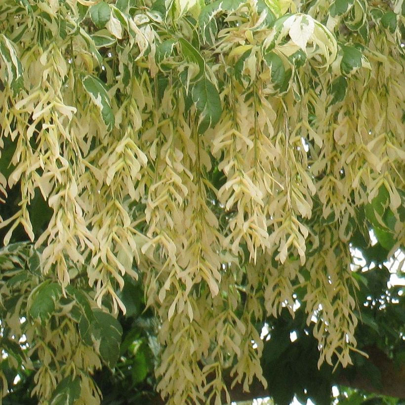 Saarnivaahtera Aureomarginatum (Kukinta)