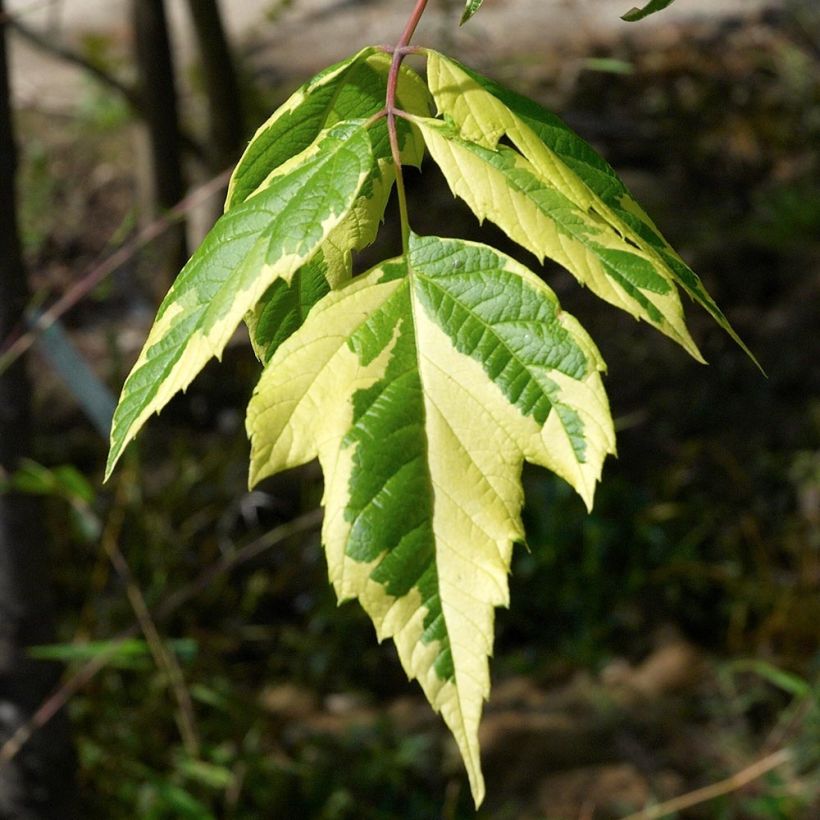 Saarnivaahtera Aureovariegatum (Lehvistö)