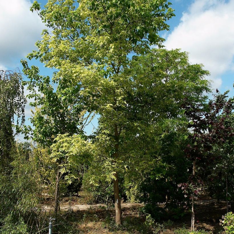 Saarnivaahtera Aureovariegatum (Kasvutapa)