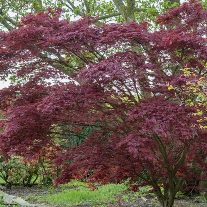 Verijapaninvaahtera Atropurpureum (Kasvutapa)