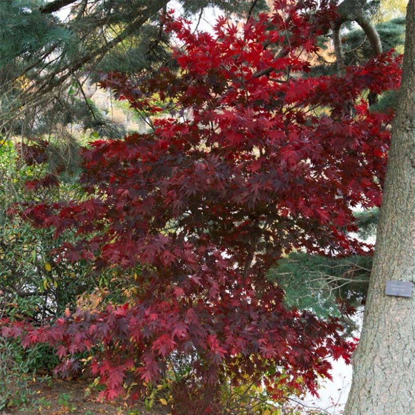 Verijapaninvaahtera Bloodgood (Kasvutapa)