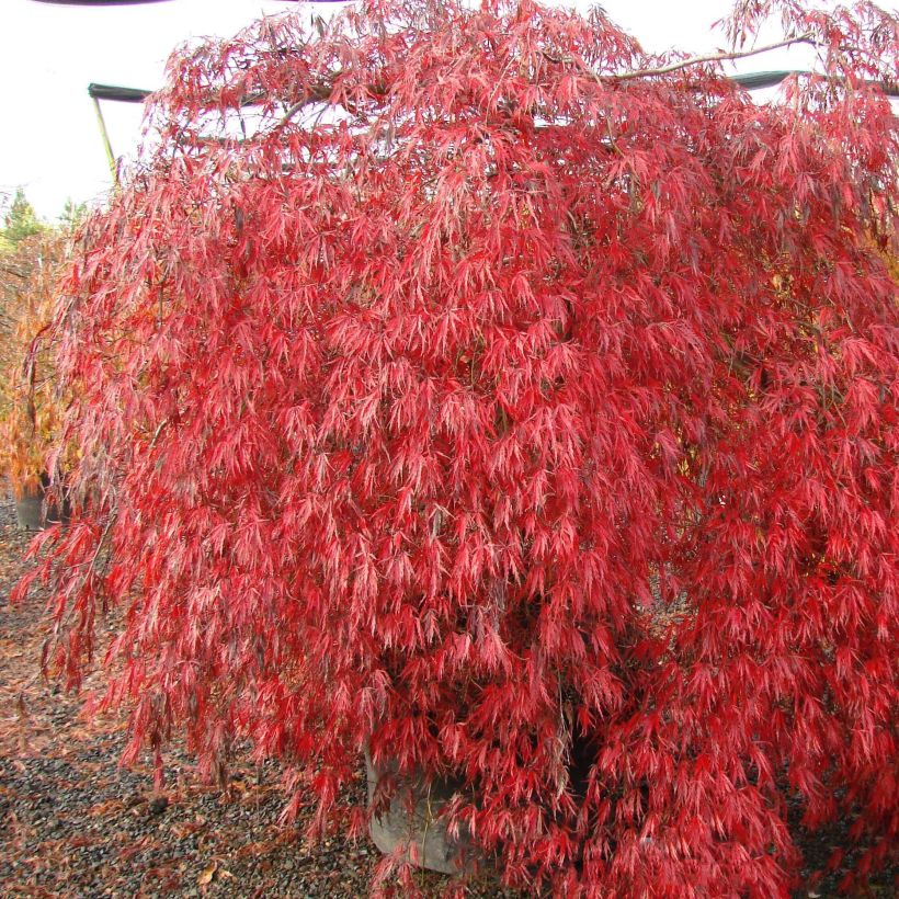 Verijapaninvaahtera Crimson Queen (Kasvutapa)