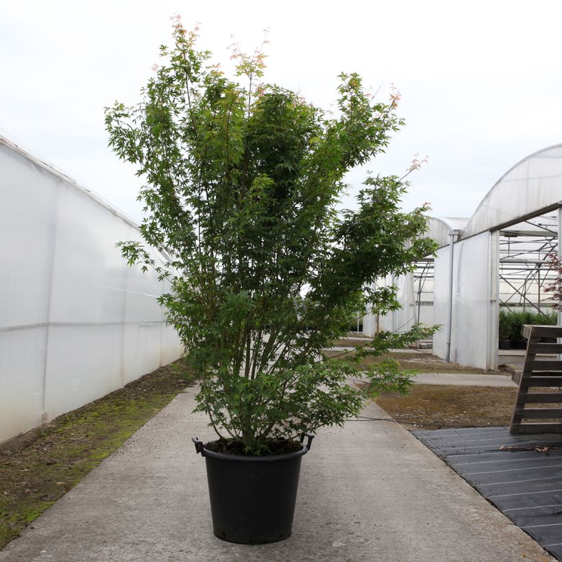 Esimerkki keväällä toimitetusta Japaninvaahtera - Acer palmatum 50 litran/55 litran ruukku-taimesta