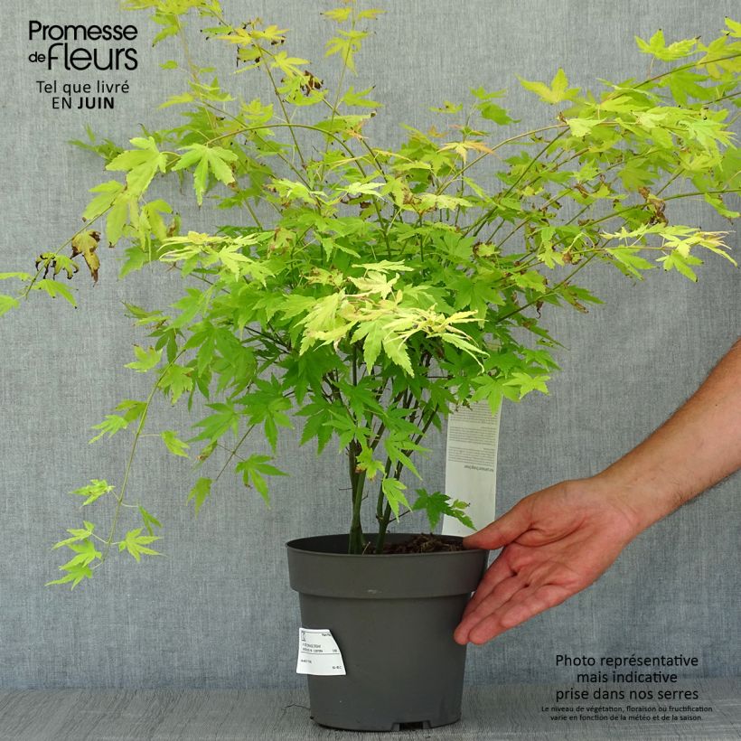 Esimerkki kesällä toimitetusta Japaninvaahtera Orange Dream Ruukku 3L / 4L-taimesta