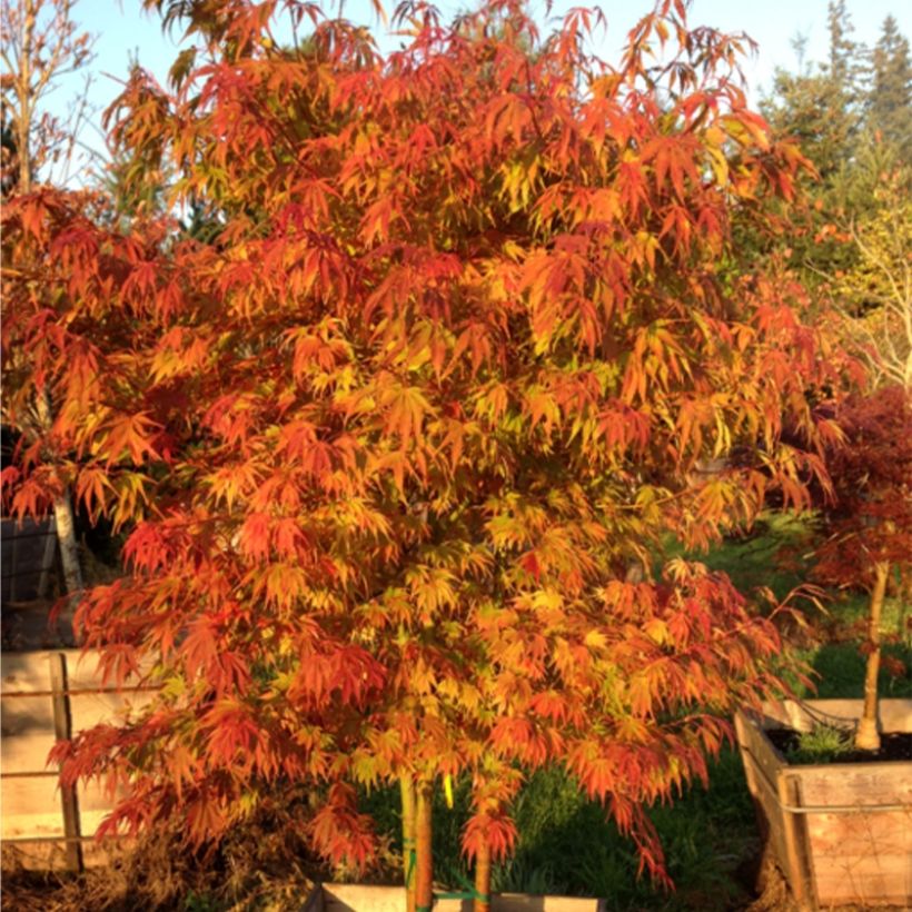 Japaninvaahtera Orange Flame (Kasvutapa)