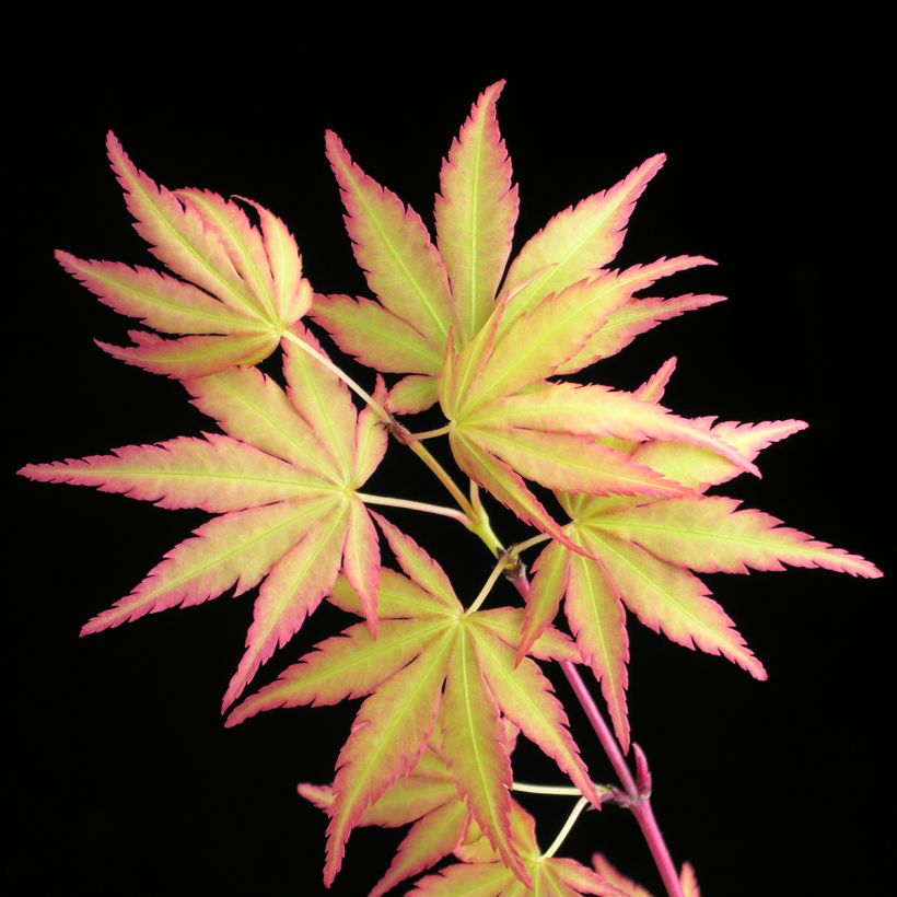 Japaninvaahtera Sangokaku (Lehvistö)