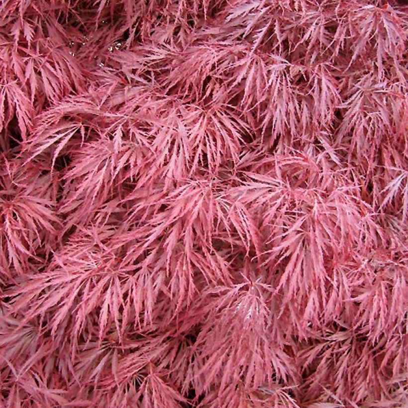 Sulkajapaninvaahtera Dissectum Atropurpureum (Lehvistö)