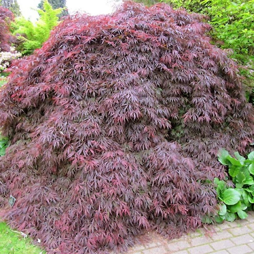 Sulkajapaninvaahtera Dissectum Atropurpureum (Kasvutapa)