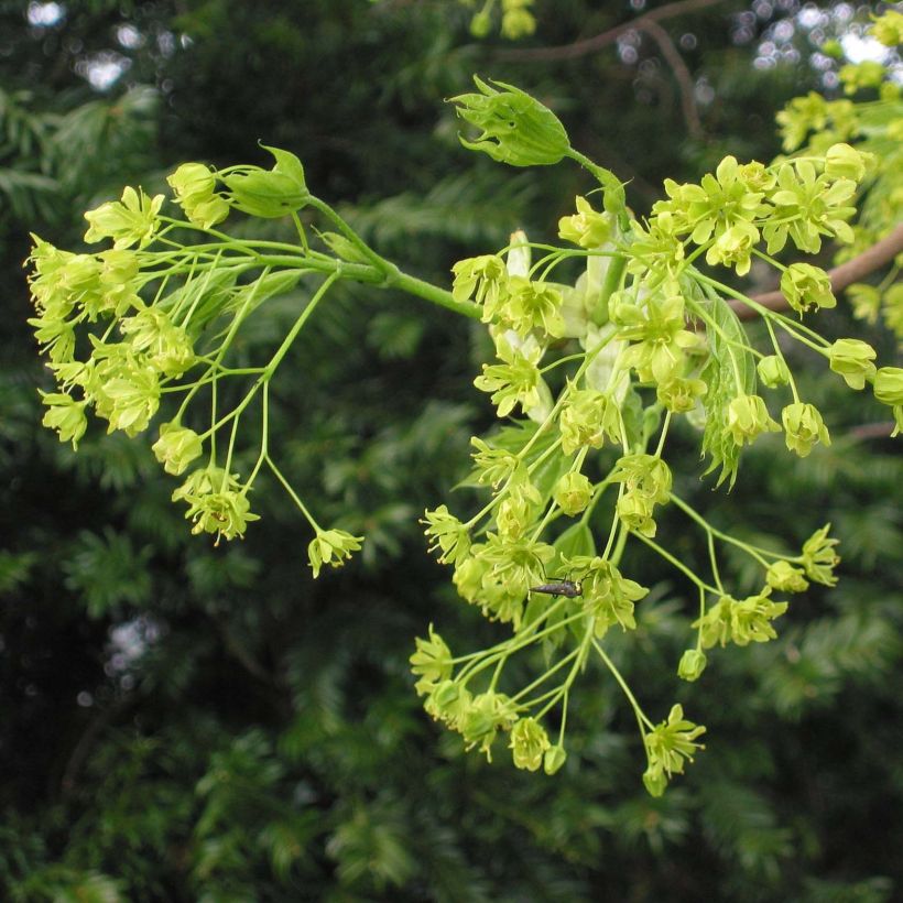 Metsävaahtera - Acer platanoides (Kukinta)