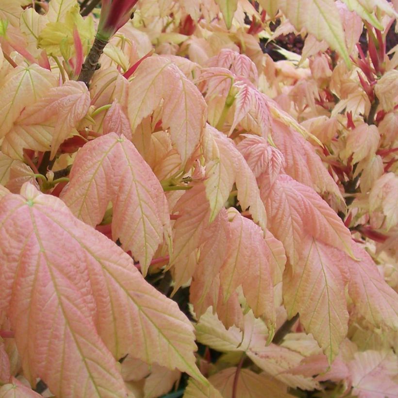 Vuorivaahtera Brilliantissimum (Lehvistö)