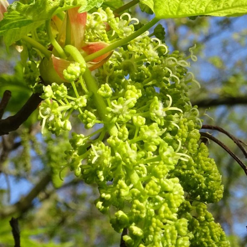 Vuorivaahtera Leopoldii (Kukinta)
