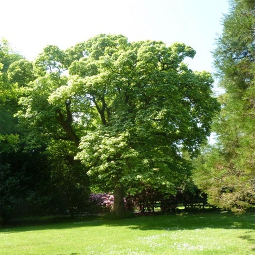 Vuorivaahtera Leopoldii (Kasvutapa)