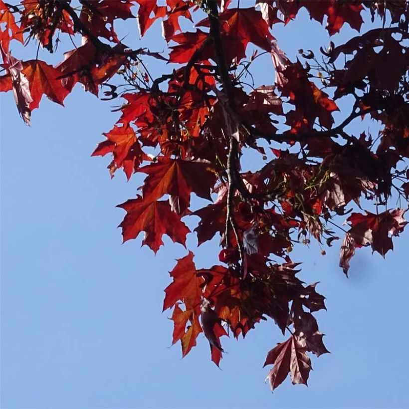 Metsävaahtera Royal Red (Lehvistö)