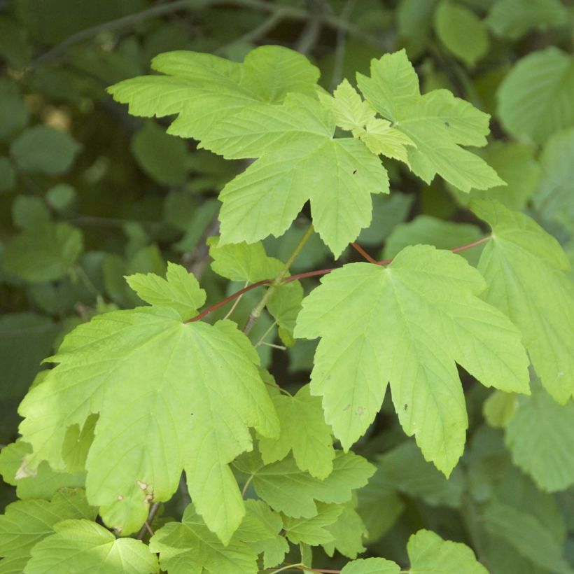 Vuorivaahtera - Acer pseudoplatanus (Lehvistö)