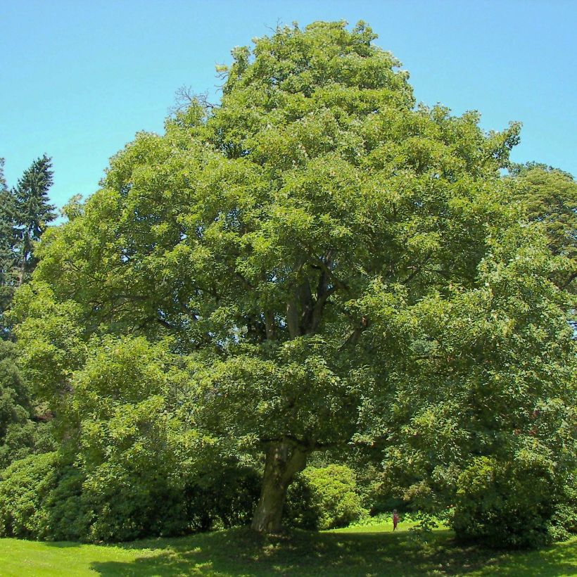 Vuorivaahtera - Acer pseudoplatanus (Kasvutapa)