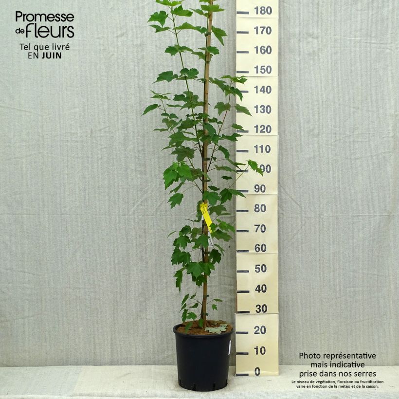 Esimerkki kesällä toimitetusta Acer rubrum Fairview Flame - Erable rouge Pot de 12L/15L-taimesta