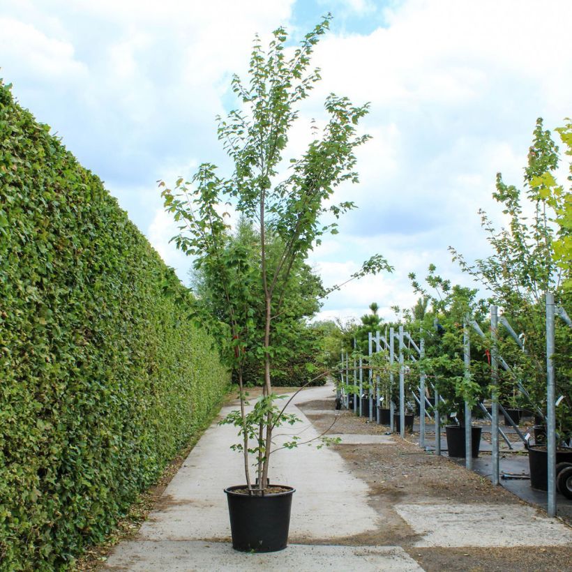 Esimerkki keväällä toimitetusta Punavaahtera punainen - Acer rubrum 80 litran/90 litran ruukku, Pienoinen-taimesta