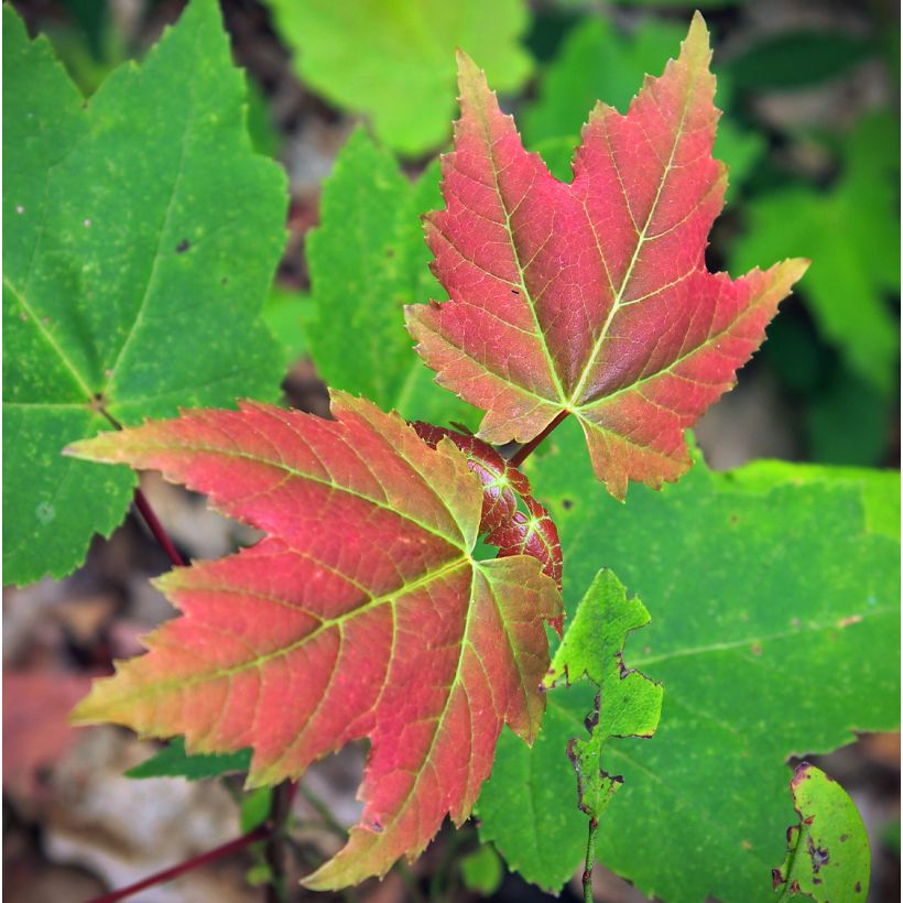 Punavaahtera Summer Red (Lehvistö)