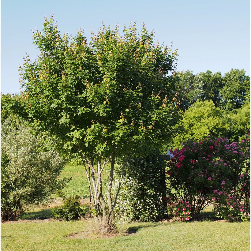 Punavaahtera Summer Red (Kasvutapa)